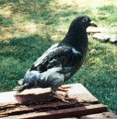 Baby Doll Feral Pigeon