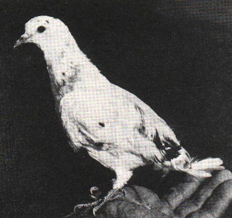 Baby Doll Roller pigeon
