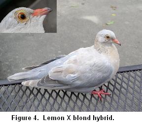 Lemon X Blond hybrid