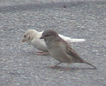Normal House Sparrow with white mutant.