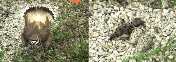 Killdeer faking injury / baby and eggs in nest.