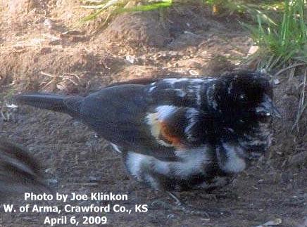 Pied Red-winged Blackbird