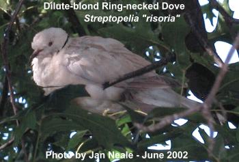 Dilute-blond Rind-necked dove.