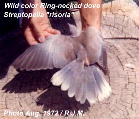 Dark or wildtype ring-necked dove.