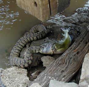 Diamondback Water snake eating bullhead catfish.