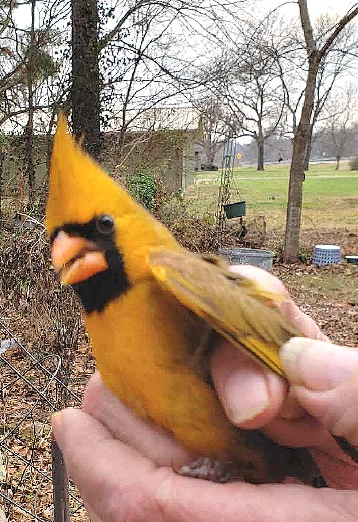 Orange Male Cardinal