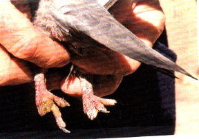 H. Lieblich's clawless/toeless bird.