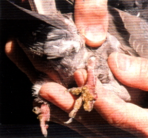 H. Lieblich's clawless/toeless bird.