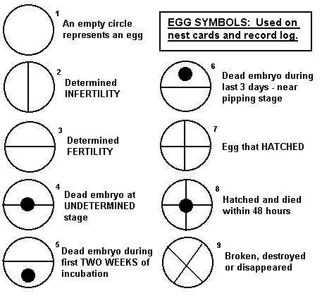 Symbols for recording eggs.