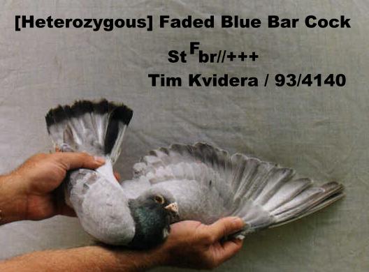 Faded Blue Bar Homer Cock.