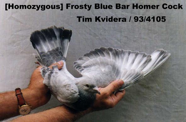 Frosty Blue Bar Homer Cock.