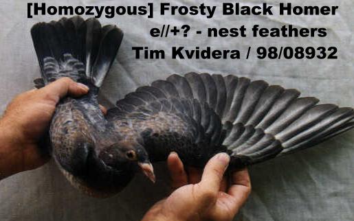 Frosty Black Homer.  (nest feathers)