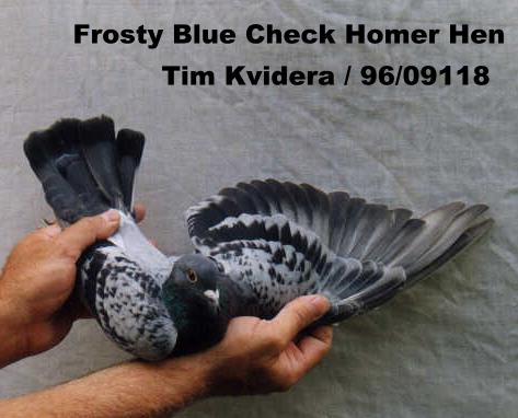 Frosty Blue Check Homer Hen.