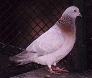 Blue checker homozygous frosty cock (heterozygous dilution).