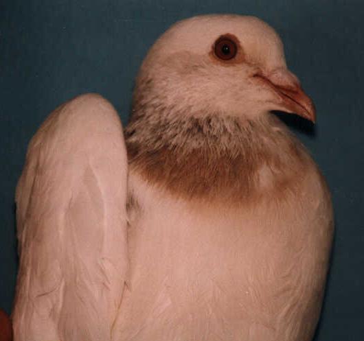 Silver [dilute] bar homozygous cock.