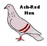 Ash-Red Hen