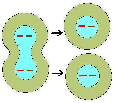 Development of daughter cells.