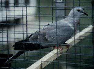 Pigeon x Dove Hybrid.