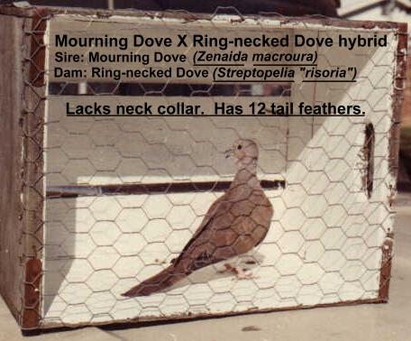 Mourning dove X Ring-necked Dove hybrid.