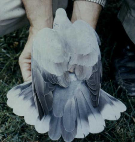Pigeon X Dove Hybrid tail pattern.
