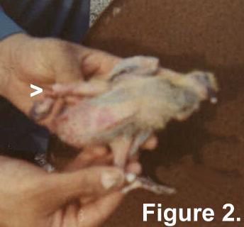 Squab with extracted leg from navel.