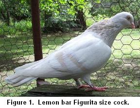 Lemon Bar cock