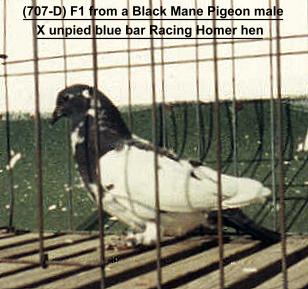 Black Mane Pigeon male  X blue bar Racing Homer hen F1.