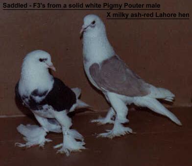 Magnileo's - Pigmy Pouter X Lahore F3's.