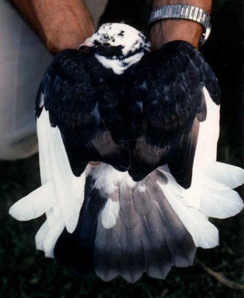 Mosaic blue pied hen with brown rectrices.