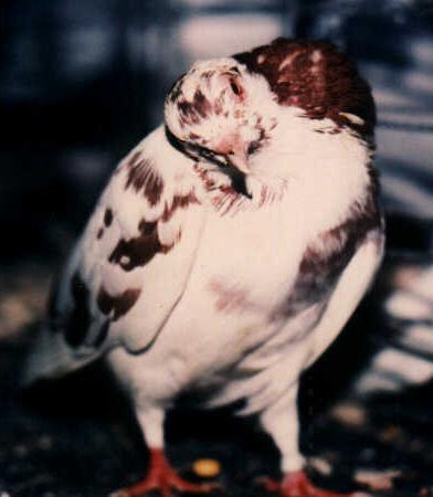 S-neck adult pigeon.