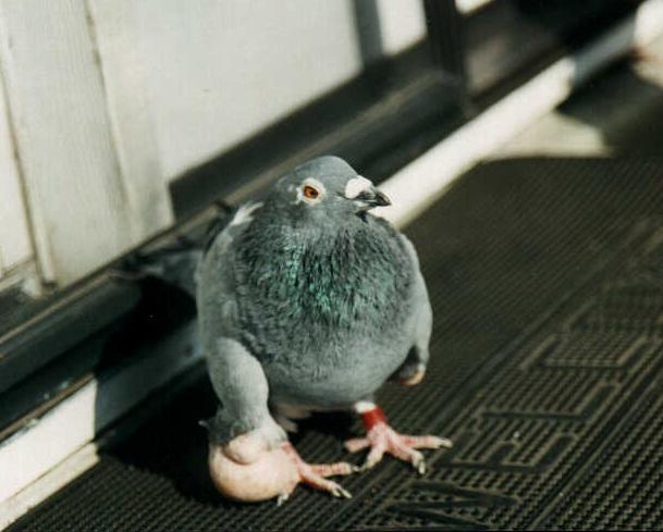 Anterior view of turmor-wing pigeon.