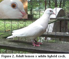 Hybrid Lemon pigeon X White dove cock