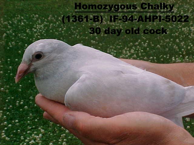 Homogygouz chalky - 30 day old cock.