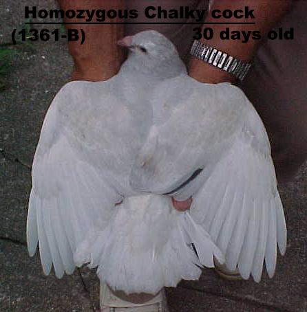 Homozygous chalky - 30 day old cock.