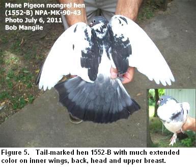 Mane Pigeon Montrel 1552-B