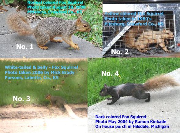 Fox Squirrel collage