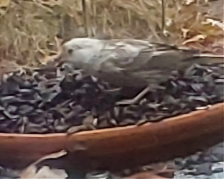 Pied House Finch