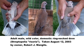 Male Ringnecked dove.