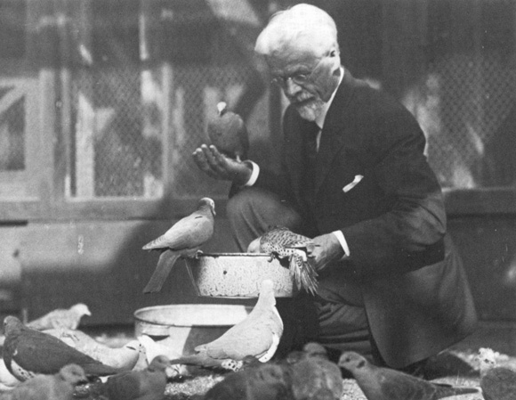 Charles Otis Whitman and pigeons.