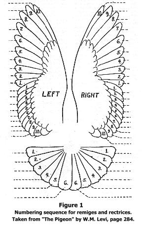 Feather layout of pigeon.