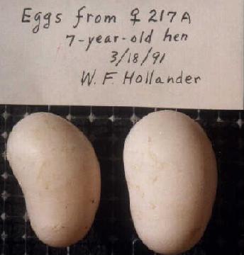 Kidney-shaped pigeon eggs.