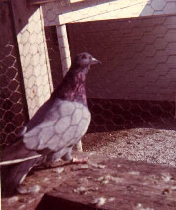 Barless Rock Pigeon from Czechoslovakia.